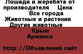 Лошади и жеребята от производителя. › Цена ­ 120 - Все города Животные и растения » Другие животные   . Крым,Армянск